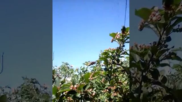 шершень смотреть онлайн