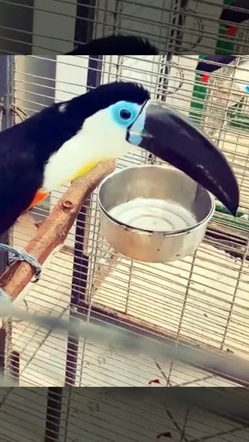 Выставка обезьян и другой живности 🐵🐒🐾🐿🦔🐉🐊 смотреть онлайн