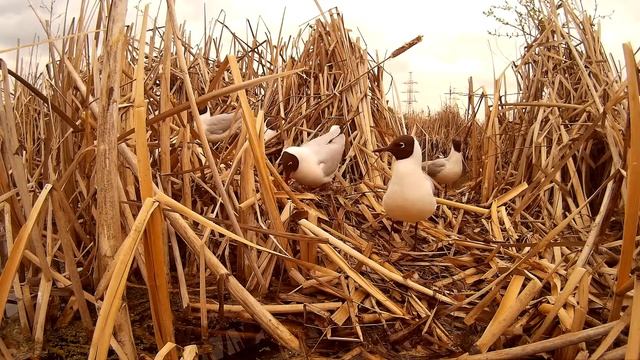 Чайка озерная ГНЕЗДА ЛО 2015 05 02 SJ ДатДвиж 12 смотреть онлайн