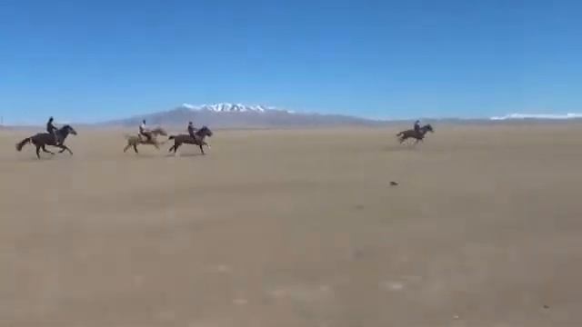 Адай куй. казахские лошадиные скачки. ат жарыс. смотреть онлайн