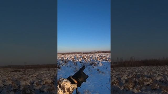 Охота на куропатку в декабре 2022 смотреть онлайн