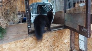 Соболь дома: Стоит ли заводить соболя?