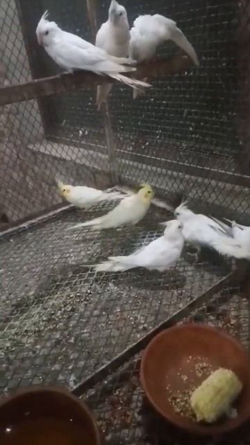 cocktail Eno breeder смотреть онлайн