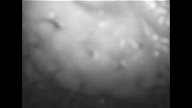 Curious Balule Hippo Sniffs Hidden Camera смотреть онлайн