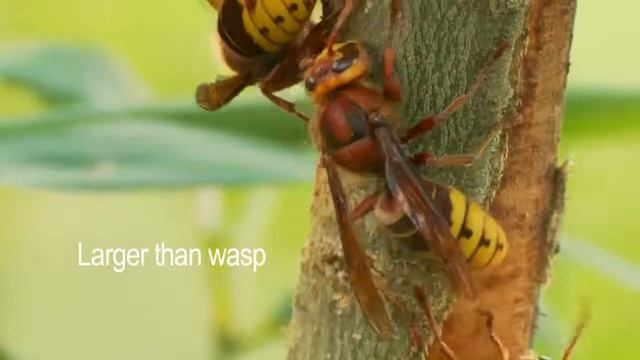 WASP OR HORNET!? (HOW TO TELL) смотреть онлайн