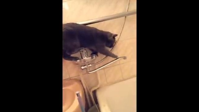 моя кошка сантехник (my cat - plumber) смотреть онлайн