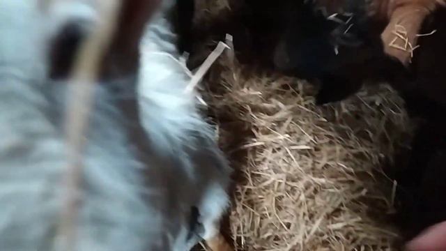 Солома спасет мир/ Таланты Найды смотреть онлайн