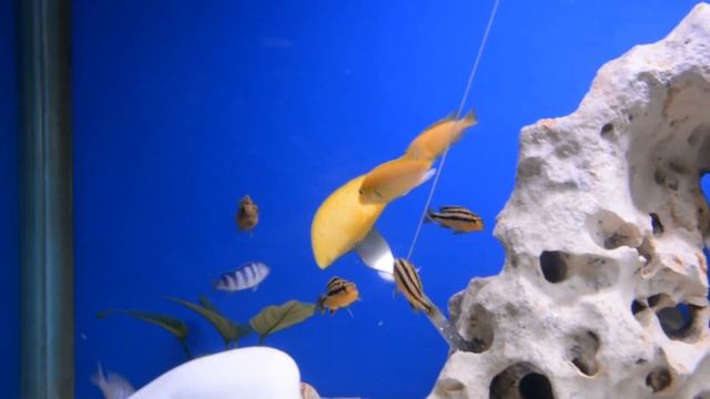 цихлидник 8-11 недель смотреть онлайн