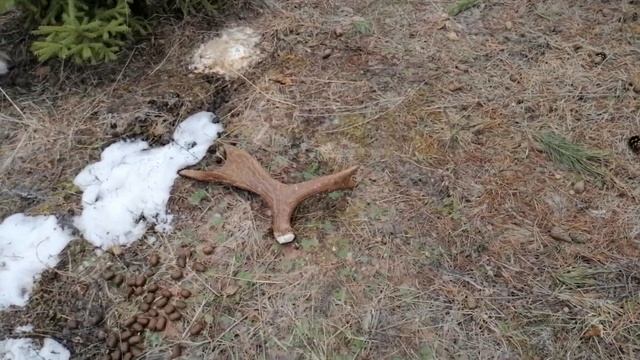 Поиск рогов лося. Апрель 2024. Первый рог.