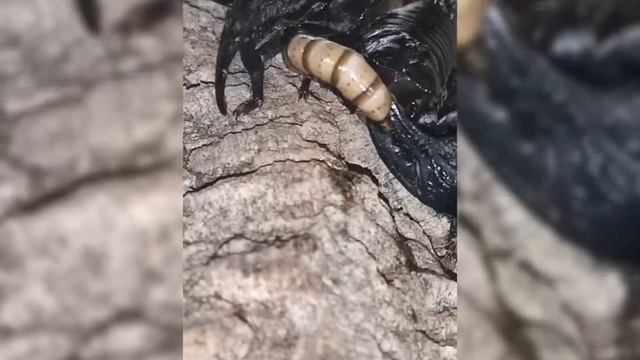 Heterometrus Petersii Feeding, Stinger Using & Handling
