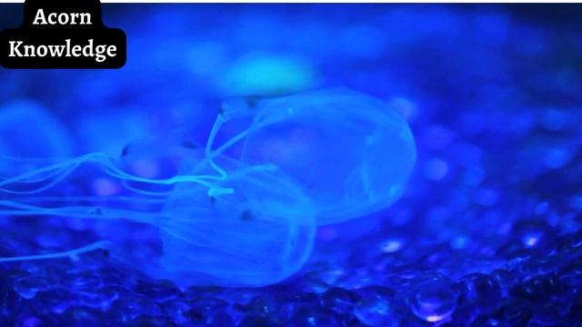 Acorn Knowledge  Box Jellyfish