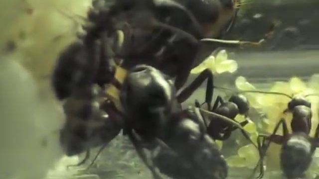 Мои муравьи-Camponotus Ligniperdus, инкубатор