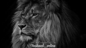 Nasheed Нашид ✊🦁 сильный 🦁✊💣 Барбаросса ✊🦁💣 Barbarossa