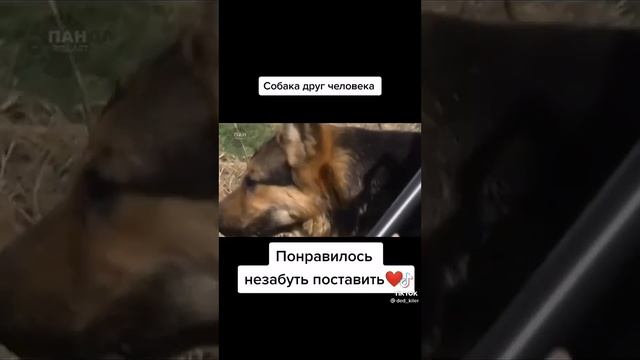 Преданность овчарки смотреть онлайн