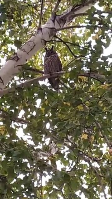 26 октября 2020 г. Филин.