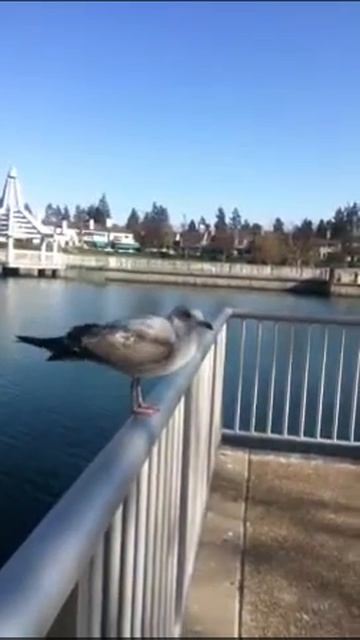 Jonathan Livingston Seagull смотреть онлайн