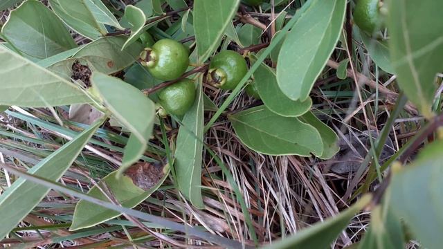 Psidium australis смотреть онлайн