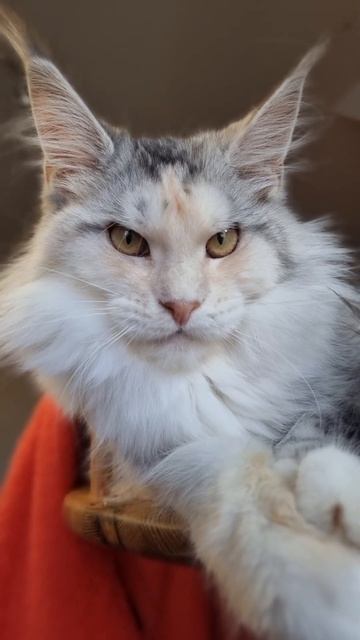 котёнок мейн кун из питомника Страна Гулливеров, gulliver-coon.ru смотреть онлайн