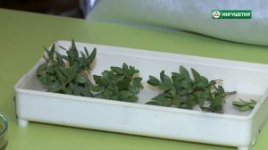 Черенкование самшита