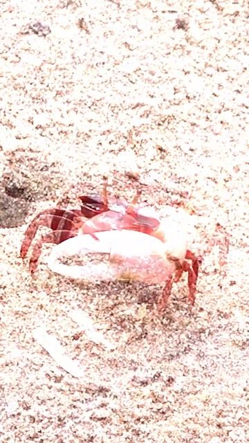 Amazing Crab wid Ultimate Expressions ! 4,500 species of crab worldwide ranging in size #shorts смотреть онлайн