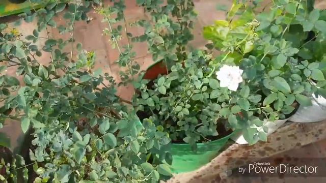 Rainy season garden ideas and tips in tamil || Terrace garden ||ruba garden смотреть онлайн