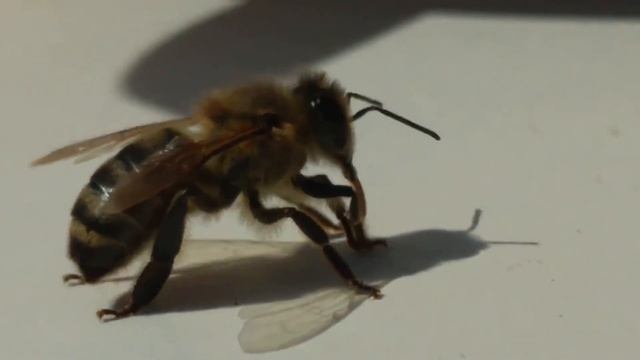 Немного потренил монтаж видео. Просто пчела и приятная музыка. смотреть онлайн