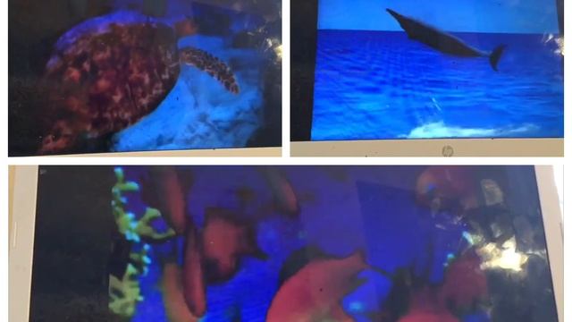 3 World Animals (Sea Turtle Dolphin & Fish) Music Videos At The Same Time смотреть онлайн