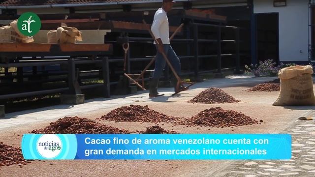 🔴 Cacao Fino De Aroma Venezolano Cuenta Con Gran Demanda En Mercados Internacionales - NDA