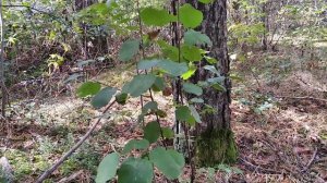 Прививка ирги на рябину обыкновенную.