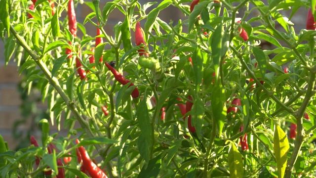 Hornworm's Worst Enemy - Tachinid Fly - You Want These Guys In Your Garden
