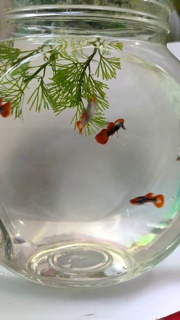 GUPPY TUXEDO KOI #Shorts смотреть онлайн