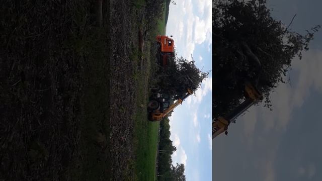 Уборка леса смотреть онлайн