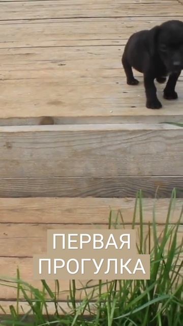 ПЕРВАЯ ПРОГУЛКА с ЩЕНКОМ/ Милые и забавные собачки смотреть онлайн