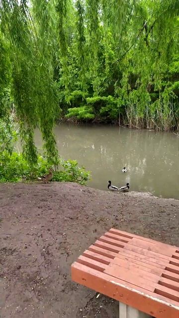 Утиные истории! #весна #duck #shorts смотреть онлайн