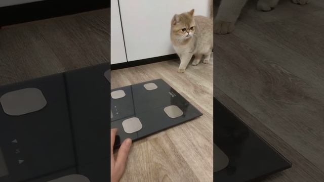 #Рецепты стройности от #Элис #Не ешьте холодец