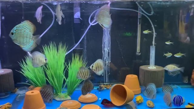 Frozen blood worms discus , tetra and couple more . смотреть онлайн