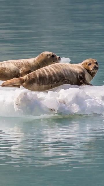 Graceful Guardians of the Arctic Waters 🌊🦭 #SHORTS #Greenland #ExploreGreenland #VisitGreenland смотреть онлайн