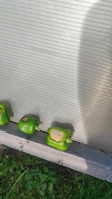 вершинная гниль у перца, что делать? 😱