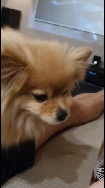 Шпиц и чай! смотреть онлайн