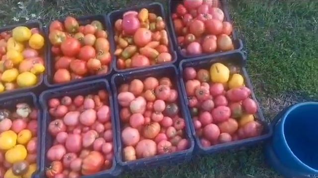 Собираем урожай ящиками! смотреть онлайн