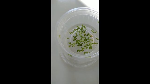 Hydrocotyle tripartita y lenteja de agua смотреть онлайн