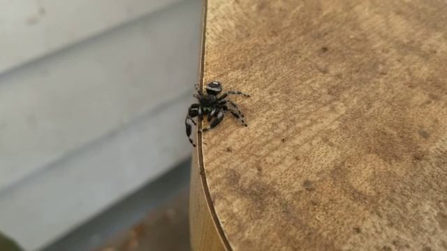 This spider looks just like a mini tarantula! (OFL 1895) смотреть онлайн