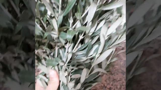 ZEYTİN YAPRAĞI ÇAYI