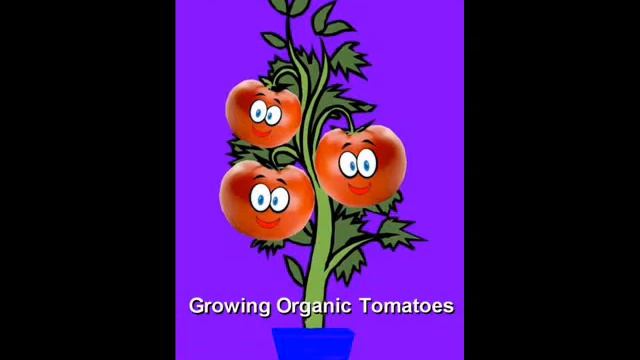 Tomato Growing Grow Organic Tomatoes Balcony Home Garden смотреть онлайн