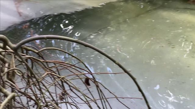 Новости с пруда.Большой малек под мостом.Много. смотреть онлайн