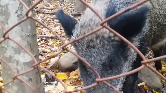 кабан 2🍎 #pig #piggi #кабан #кабанчик #кабаны #свині #свиньи #свинья #свин смотреть онлайн
