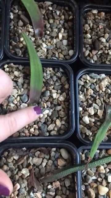 Хавортии проросли!