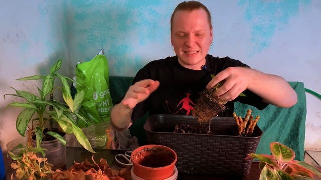 Весенняя реанимация аглаонем . Спасаю, черенкую и сажаю аглаонемы групповой посадкой. смотреть онлайн