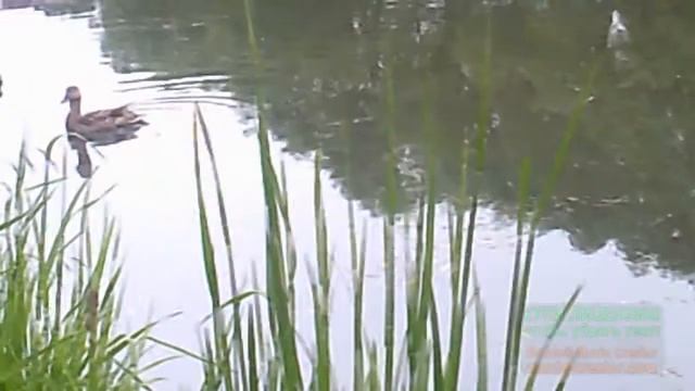 Чем встревожена мама Утка смотреть онлайн