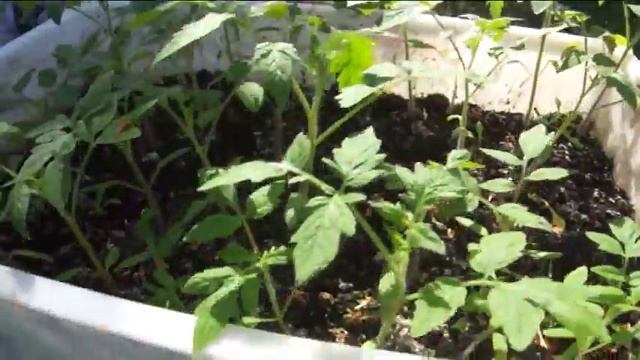 Мой огород - первый видео vlog с дачи смотреть онлайн